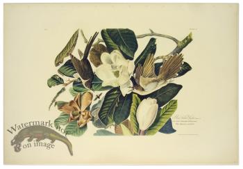 Black-billed Cukoo L.E.